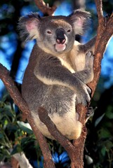 KOALA phascolarctos cinereus, ADULT STANDING ON BRANCH, AUSTRALIA