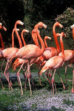 CHILEAN FLAMINGO phoenicopterus chilensis, GROUP OF ADULTS
