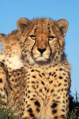 CHEETAH acinonyx jubatus, PORTRAIT OF ADULT, KENYA