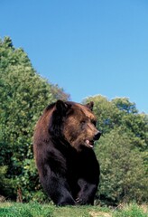 BROWN BEAR ursus arctos, ADULT STANDING ON GRASS