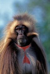Fototapeta premium GELADA BABOON theropithecus gelada, PORTRAIT OF MALE