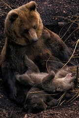 Obraz na płótnie Canvas BROWN BEAR ursus arctos, FEMALE WITH CUB