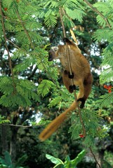 BROWN LEMUR eulemur fulvus, ADULT STANDING ON BRANCH, MADAGASCAR