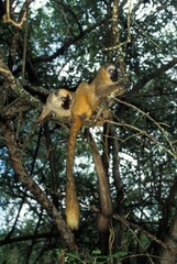 Fototapeta na wymiar BROWN LEMUR eulemur fulvus, ADULTS STANDING ON BRANCH, MADAGASCAR