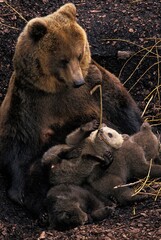 Fototapeta premium BROWN BEAR ursus arctos, MOTHER WITH CUB