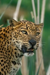 LEOPARD panthera pardus, PORTRAIT OF ADULT