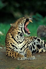JAGUAR panthera onca, FEMALE YAWNING © slowmotiongli