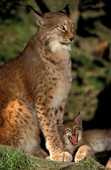 Naklejka na ściany i meble EUROPEAN LYNX felis lynx, MOTHER WITH CUB YAWNING