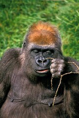 Obraz premium EASTERN LOWLAND GORILLA gorilla gorilla graueri, FEMALE WITH A FUNNY FACE