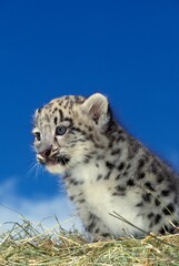 SNOW LEOPARD OR OUNCE uncia uncia, CUB SITTING