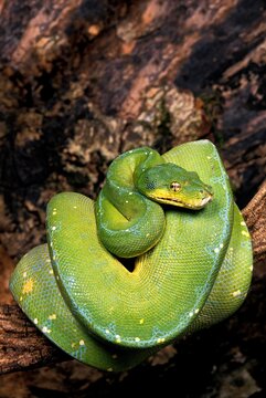 GREEN TREE PYTHON morelia viridis, ADULT ROLLED ON BRANCH