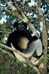 INDRI indri indri, ADULT STANDING IN TREE, MADAGASCAR