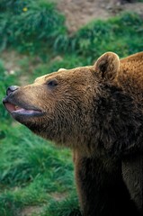 Obraz na płótnie Canvas BROWN BEAR ursus arctos, ADULT SMELLING THE AIR