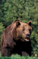 BROWN BEAR ursus arctos, ADULT WITH OPEN MOUTH