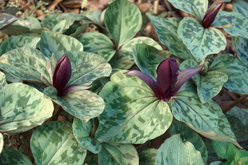 Close-up image of Little Sweet Betsy plant with flower