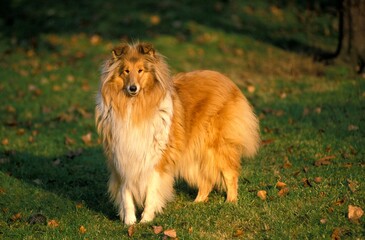 Obraz na płótnie Canvas COLLIE DOG, ADULT STANDING ON GRASS