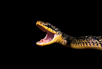 TROPICAL RAT SNAKE spilotes pullatus, ADULT WITH OPEN MOUTH
