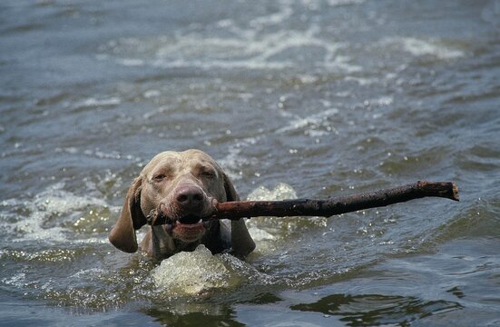 WEIMAR POINTER DOG, ADULT PLAYING STICK IN WATER