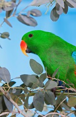 ECLECTUS PARROT eclectus roratus, MALE STANDING ON BRANCH