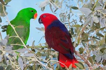 MALE AND FEMALE ECLECTUS PARROT eclectus roratus, PAIR STANDING ON BRANCH