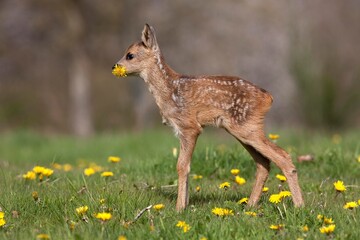 Roe Deer, capreolus capreolus, Foan eating Flower, Normandy
