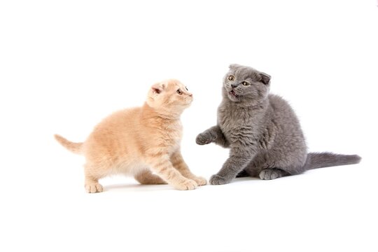 CREAM AND BLUE SCOTTISH FOLD DOMESTIC CAT, 2 MONTHS OLD KITTEN AGAINST WHITE BACKGROUND