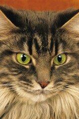 BROWN TABBY MAINE COON DOMESTIC CAT, PORTRAIT OF ADULT