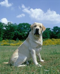 YELLOW LABRADOR RETRIEVER DOG, ADULT SITTING ON GRASS