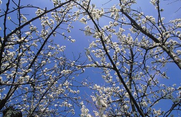 CHERRY-PLUM TREE prunus insititia, NORMANDY