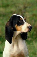 GREAT ANGLO-FRENCH TRICOLOUR HOUND, PORTRAIT OF ADULT