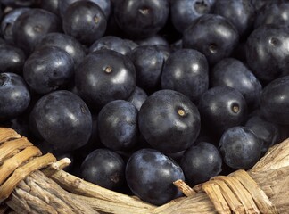 BLUEBERRY OR BILBERRY vaccinium sp IN A BASKET