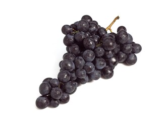 BLACK MUSCAT GRAPE vitis vinifera AGAINST WHITE BACKGROUND