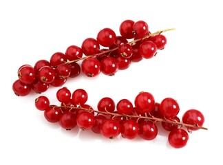 REDCURRANTS ribes rubrum AGAINST WHITE BACKGROUND