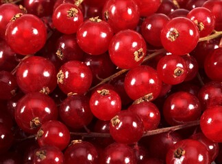 REDCURRANTS ribes rubrum ON MARKET STALL