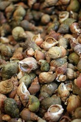 FRESH COMMON WHELK buccinum undatum