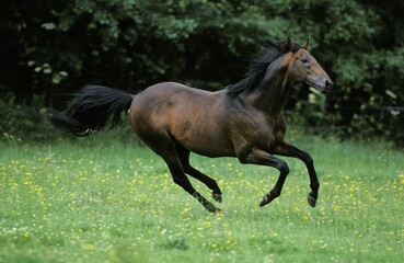ENGLISH THOROUGHBRED HORSE, ADULT GALLOPING THROUGH MEADOW