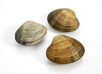 CLAMS venerupis sp AGAINST WHITE BACKGROUND