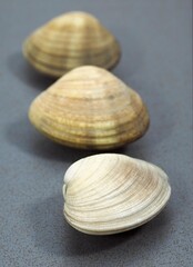 CLAMS venerupis sp AGAINST GREY BACKGROUND