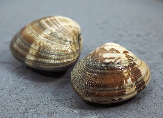 CLAMS venerupis sp AGAINST GREY BACKGROUND