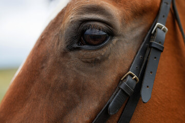 Close up of brown horse eye. Portrait of beautiful horse.