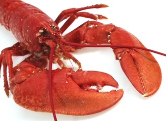 BOILED LOBSTER homarus gammarus AGAINST WHITE BACKGROUND