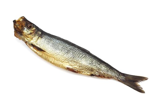 SMOKED HERRING OR BOUFFI BLOATER clupea harengus AGAINST WHITE BACKGROUND