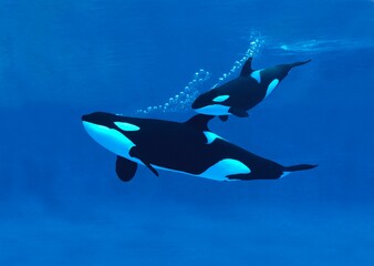 Killer Whale, orcinus orca, Mother with Calf © slowmotiongli