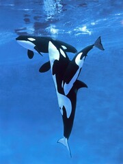 Killer Whale, orcinus orca, Mother with Calf © slowmotiongli