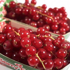 Redcurrants, ribes rubrum, Fruits against White Background