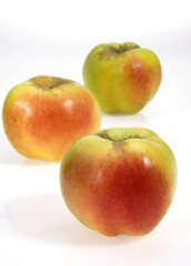 Calville Apples, malus domestica, Against White Background