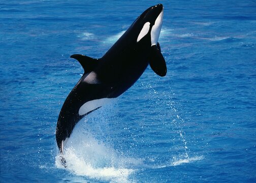 Killer Whale, orcinus orca, Adult Breaching