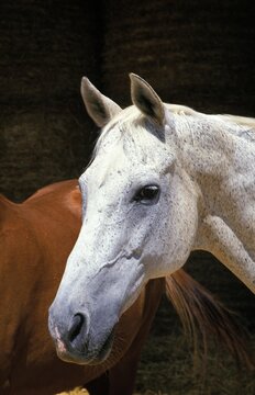 Portrait of White Horse