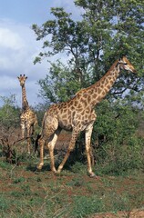 Obraz premium Masai Giraffe, giraffa camelopardalis tippelskirchi, Adults in Kenya