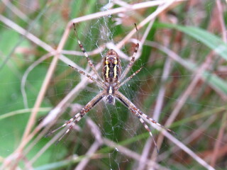 macro photo of a spider. spider weaves a web
